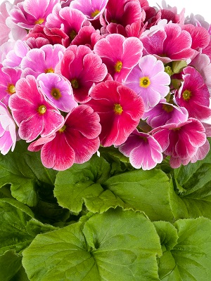 PRIMULA obconica TouchMe Red White